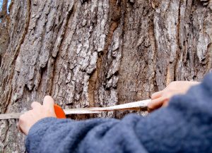 person measuring tree circumference